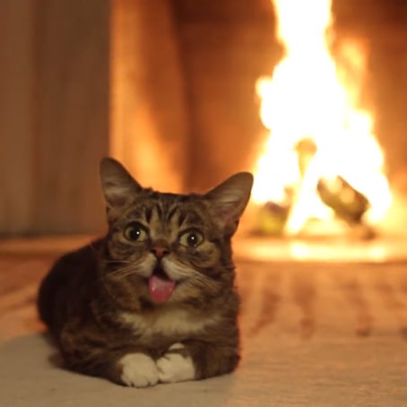 Cat by the fireplace.