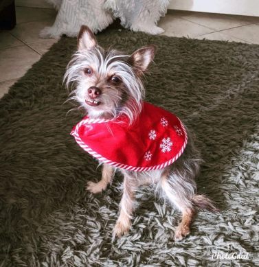 Chloe in her Christmas sweater. 