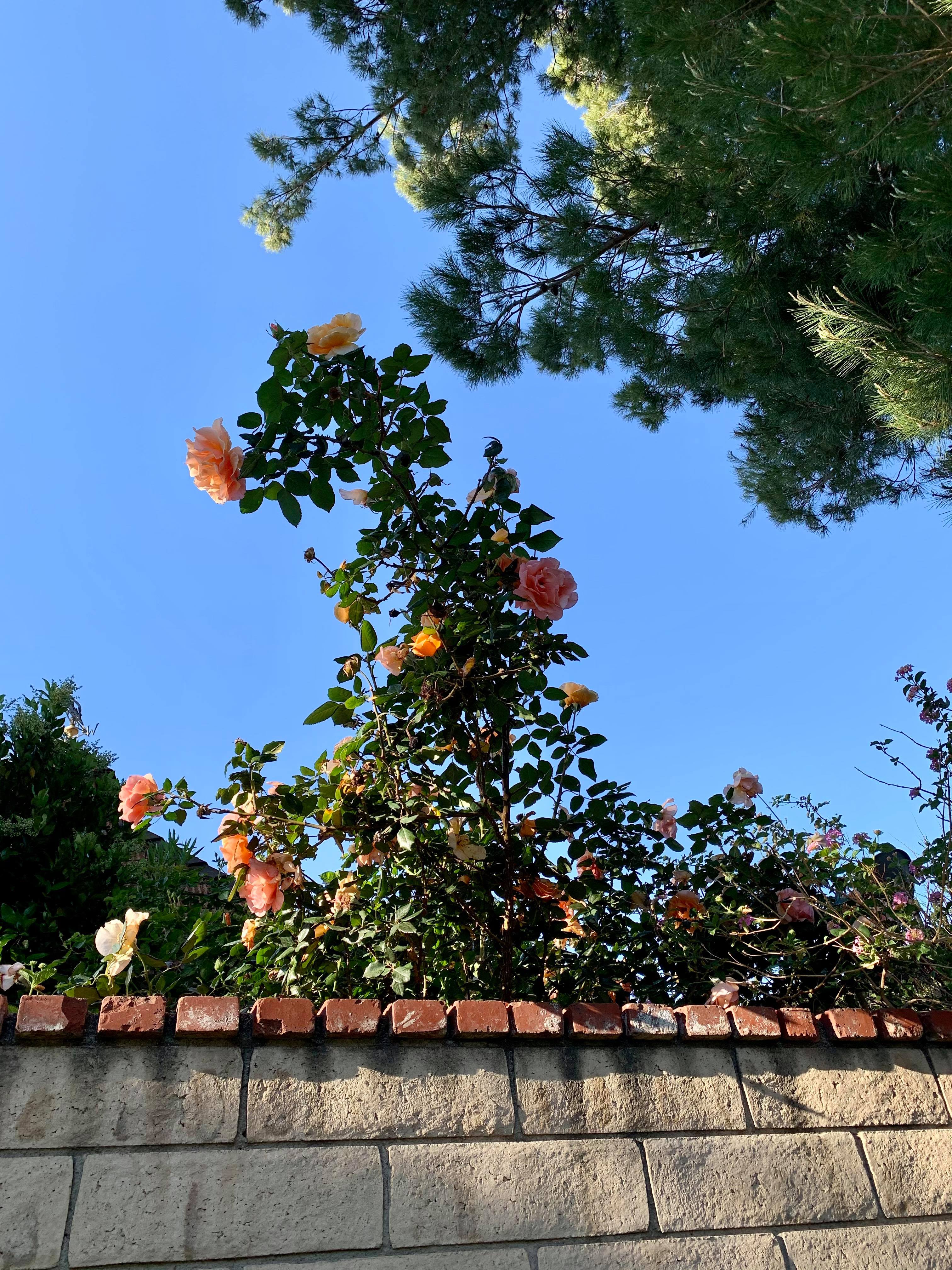 Roses on top of a wall.