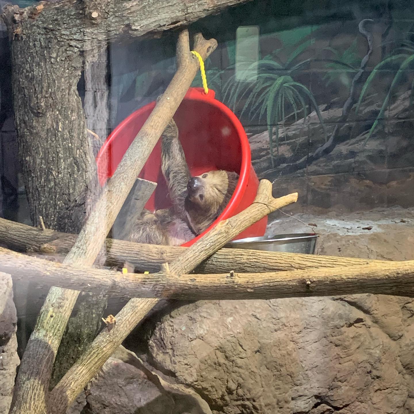 Sloth hanging out at the zoo.