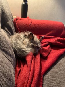 Chloe and her red blanket.