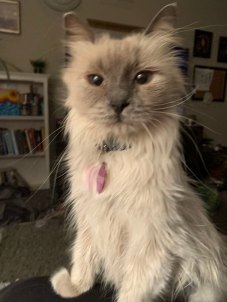 Root Beer the cat, looking cute