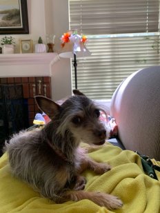 The Otter Pup at home.