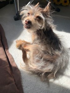 The Otter Pup in the sun.