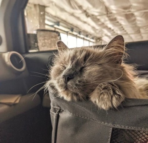 Root Beer the cat enjoying the car's AC.