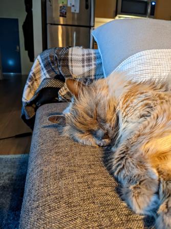 Root Beer enjoying the new couch.