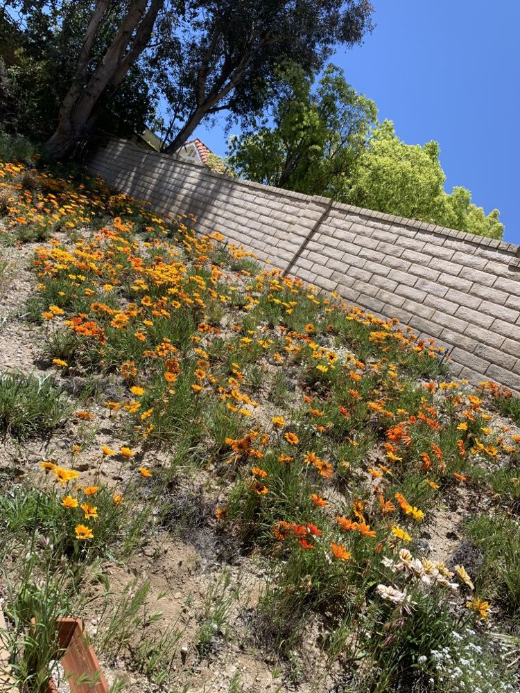 Hillside of flowers.