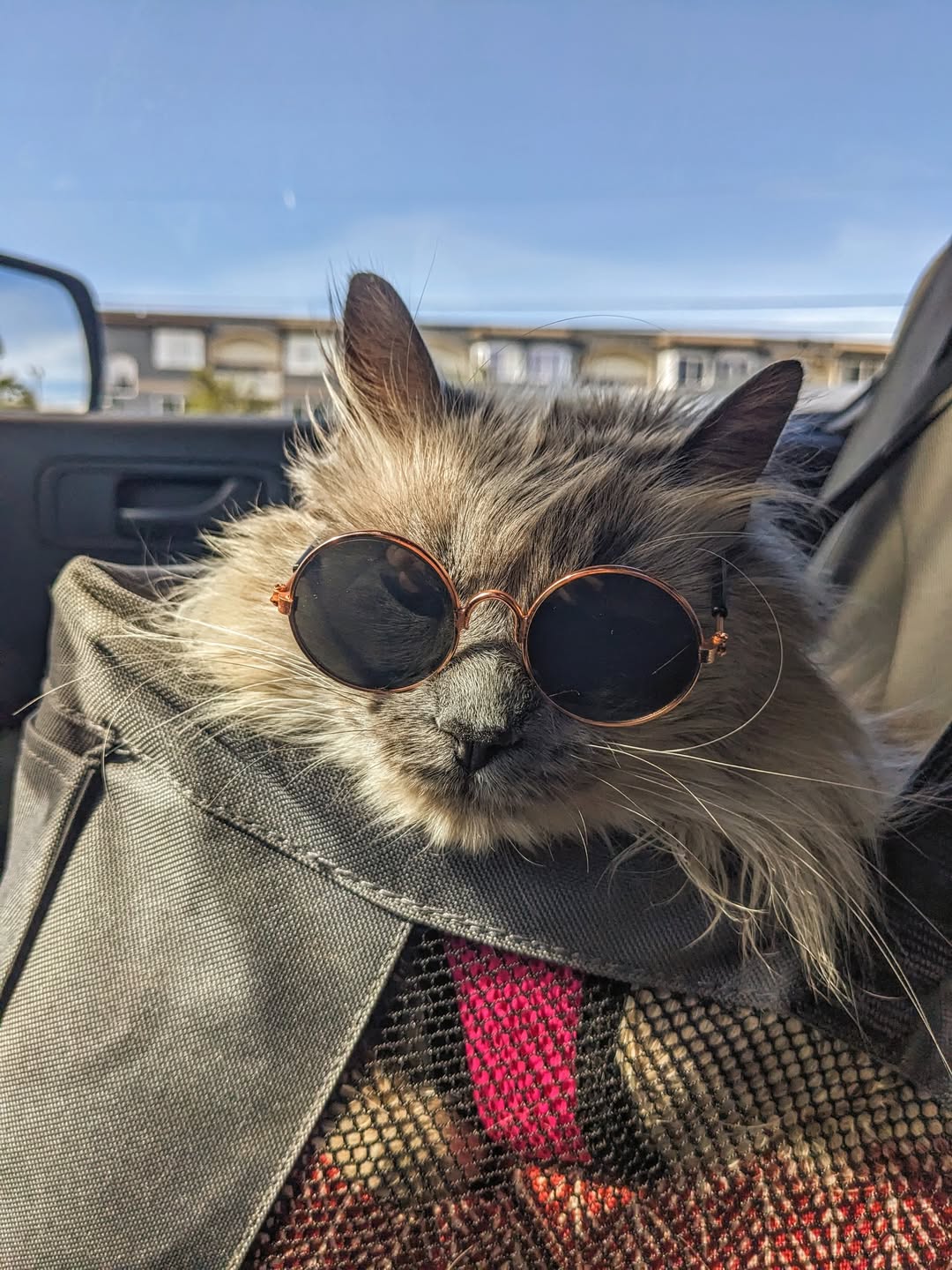 Root Beer the cat wearing her sunnies.