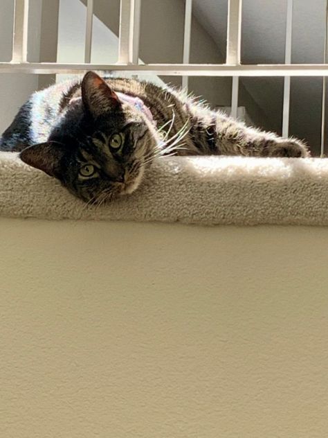 Jinx, tabby cat hanging on the stairs. 