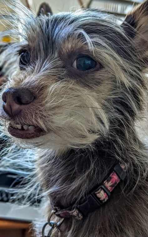Chloe giving me her winning underbite.